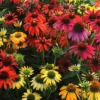 Cheyenne Spirit Coneflower Echinacea Plant - 1 Potted Starter Perennial Seedling Multicolor