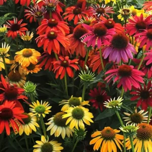 Cheyenne Spirit Coneflower Echinacea Plant - 1 Potted Starter Perennial Seedling Multicolor