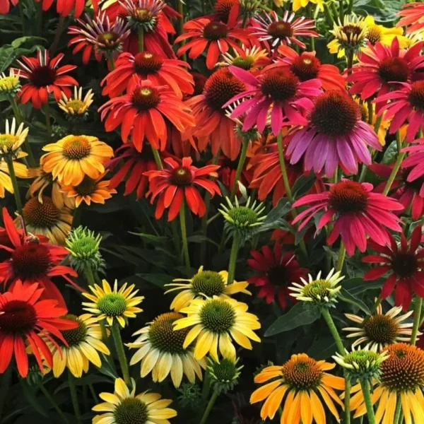 Cheyenne Spirit Coneflower Echinacea Plant - 1 Potted Starter Perennial Seedling Multicolor
