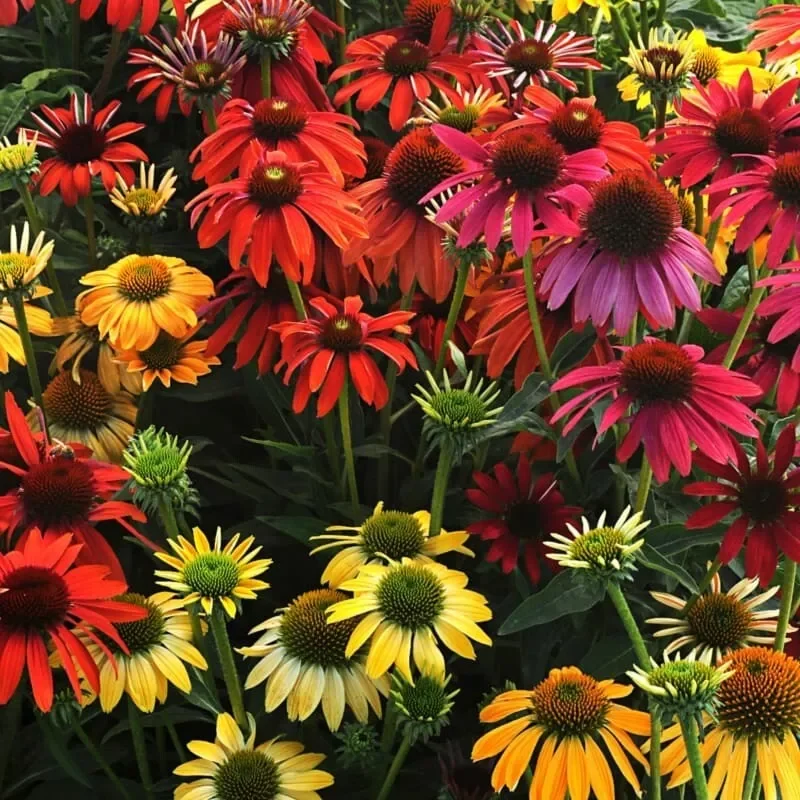 Cheyenne Spirit Coneflower Echinacea Plant - 1 Potted Starter Perennial Seedling Multicolor