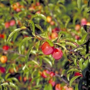 Chickasaw Plum Bare-root 12-18 Inch Tall | Edible Fruit | Prunus Angustifolia | 2-Pack