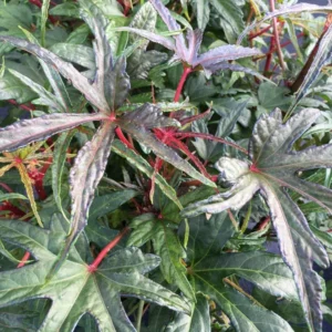 Chief Kubo's Salad Tree Live Plant - Edible Leaf Plug 3-6 inch