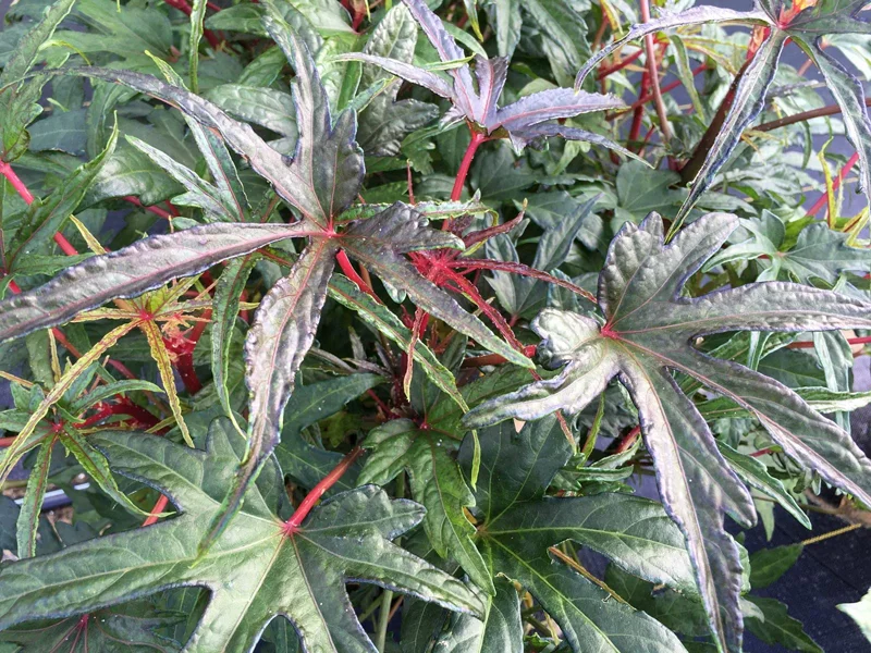 Chief Kubo's Salad Tree Live Plant - Edible Leaf Plug 3-6 inch