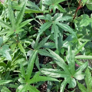 Chief Kubo's Salad Tree Live Plant - Edible Leaf Plug 3-6 inch