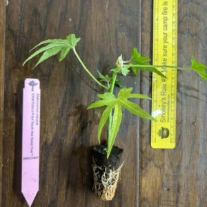 Chief Kubo's Salad Tree Live Plant - Edible Leaf Plug 3-6 inch