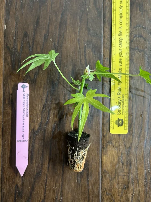 Chief Kubo's Salad Tree Live Plant - Edible Leaf Plug 3-6 inch