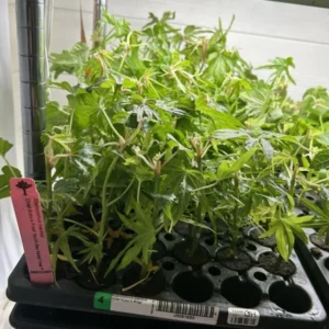 Chief Kubo's Salad Tree Live Plant - Edible Leaf Plug 3-6 inch