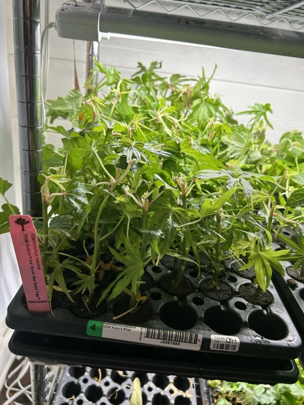 Chief Kubo's Salad Tree Live Plant - Edible Leaf Plug 3-6 inch