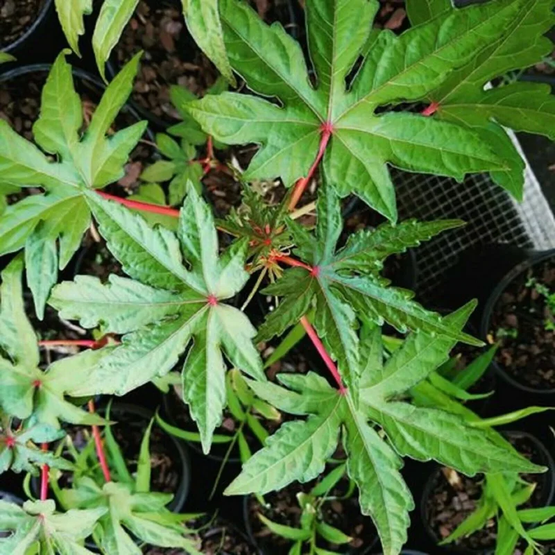 Chief Kubo's Salad Tree Live Plant - Edible Leaf Plug 3-6 inch