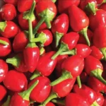 Chiltepin Pepper Plant - Live Plant 4" Tall - Hot Chile Pepper