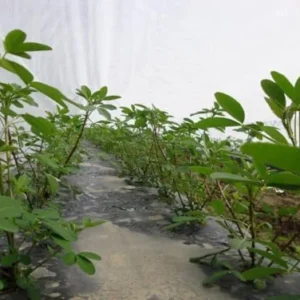 Chipilin Seeds - 120 Seeds - Guatemala Herb Seeds - Green - GMO Free