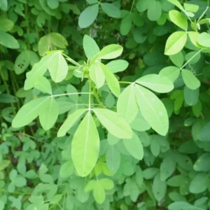 Chipilin Seeds - Crotalaria Longirostrata Seeds - 250 Seeds