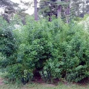 Chipilin Seeds - Crotalaria Longirostrata Seeds - 250 Seeds