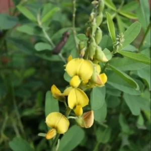 Chipilin Seeds - Crotalaria Longirostrata Seeds - 250 Seeds