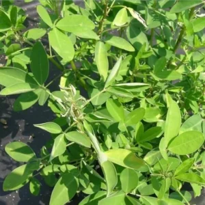 Chipilin Seeds - Guatemala Herb Seeds - 25 Seeds - Green - GMO Free