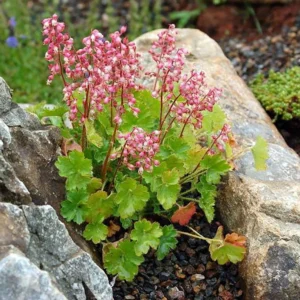 Chiquita Miniature Coral Bells Plant – Tiny Heuchera in 2.5