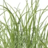 Chives Herb Plant - 7" Height, Live Perennial for Gardens & Containers