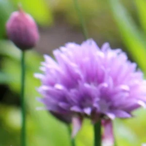 Chives Herb Plant - 7