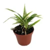 Chlorophytum Bichettii - Rare Spiderless Spider Plant 2.5" Pot - Air-Purifying Indoor Plant