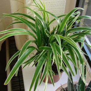 Chlorophytum Bichettii - Rare Spiderless Spider Plant 2.5