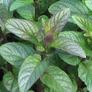 Chocolate Mint Herb Plant - 3" Height - Fragrant & Hardy Perennial