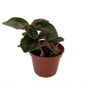 Chocolate Pilea Plant in 2.5