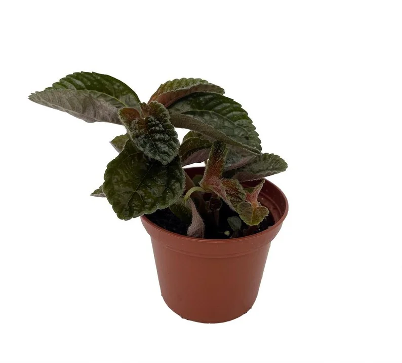 Chocolate Pilea Plant in 2.5" Pot – Dark Foliage Houseplant for Terrariums