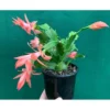 Christmas Cactus Plant - 3 Inch Pot - Orange - Live Schlumbergera Succulent