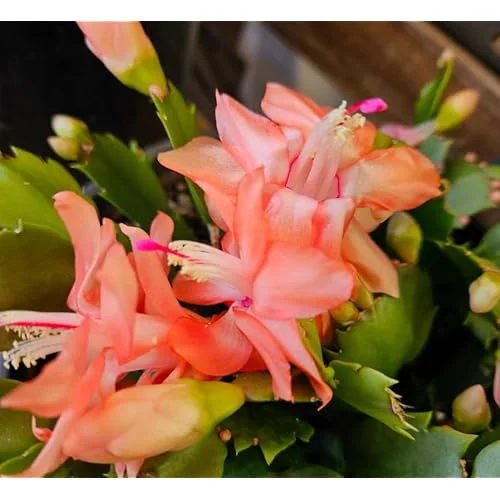 Christmas Cactus Plant - 3 Inch Pot - Orange - Live Schlumbergera Succulent
