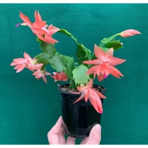 Christmas Cactus Plant - 3 Inch Pot - Orange - Live Schlumbergera Succulent