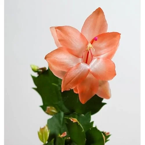 Christmas Cactus Plant - 3 Inch Pot - Orange - Live Schlumbergera Succulent