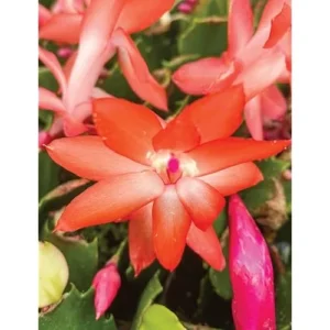 Christmas Cactus Plant - 3 Inch Pot - Orange - Live Schlumbergera Succulent