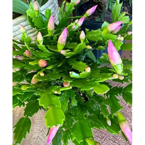 Christmas Cactus Plant 3 Inch Pot Pink Schlumbergera Live Plant