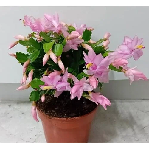 Christmas Cactus Plant 3 Inch Pot Pink Schlumbergera Live Plant