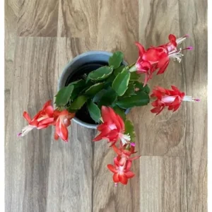 Christmas Cactus Plant - 3 Inch Pot - Red Blooms - Easy Care Indoor Plant