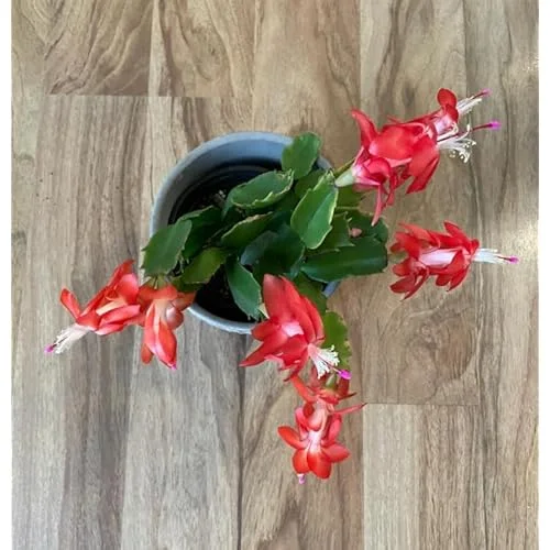 Christmas Cactus Plant - 3 Inch Pot - Red Blooms - Easy Care Indoor Plant