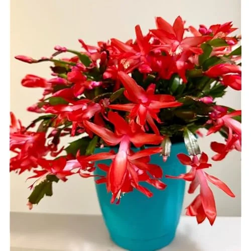 Christmas Cactus Plant - 3 Inch Pot - Red Blooms - Easy Care Indoor Plant