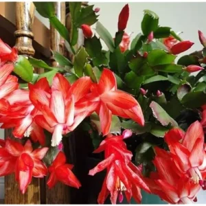 Christmas Cactus Plant - 3 Inch Pot - Red Blooms - Easy Care Indoor Plant