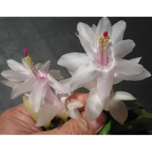 Christmas Cactus Plant Live - 2 Inch Pot - White Flowering Schlumbergera
