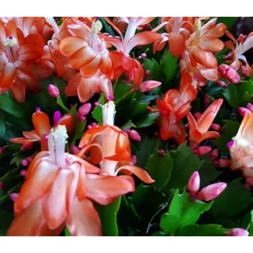 Christmas Cactus Plant - Live Orange Schlumbergera - 6 Inch Pot