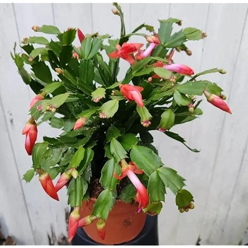 Christmas Cactus Plant - Live Orange Schlumbergera - 6 Inch Pot