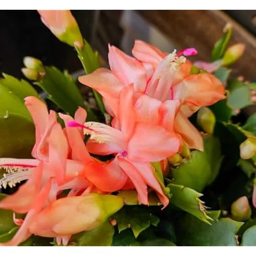 Christmas Cactus Plant - Live Orange Schlumbergera - 6 Inch Pot