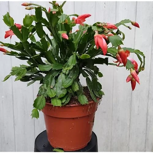 Christmas Cactus Plant - Live Orange Schlumbergera - 6 Inch Pot