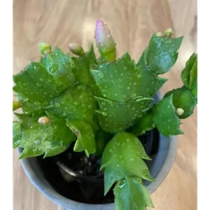 Christmas Cactus Plant - Live Zygocactus - 3 Inch Pot (Purple) - Indoor & Outdoor