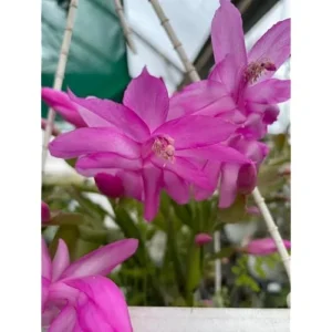 Christmas Cactus Plant - Live Zygocactus - 3 Inch Pot (Purple) - Indoor & Outdoor