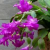 Christmas Cactus Plant - Live Zygocactus - 3 Inch Pot (Purple) - Indoor & Outdoor