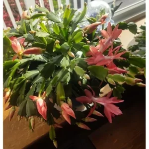 Christmas Cactus Zygocactus - 3 Inch Pot - Salmon Color - Holiday Succulent