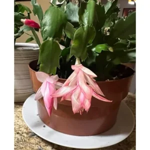 Christmas Cactus Zygocactus - 3 Inch Pot - Salmon Color - Holiday Succulent