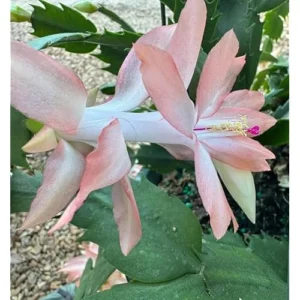 Christmas Cactus Zygocactus - 3 Inch Pot - Salmon Color - Holiday Succulent