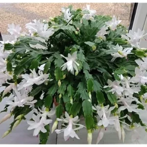 Christmas Cactus Zygocactus - 3 Inch Pot, White Schlumbergera, Live Plant